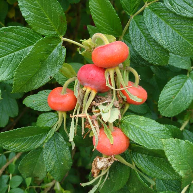 Plant image Rosa rugosa 'Pink'