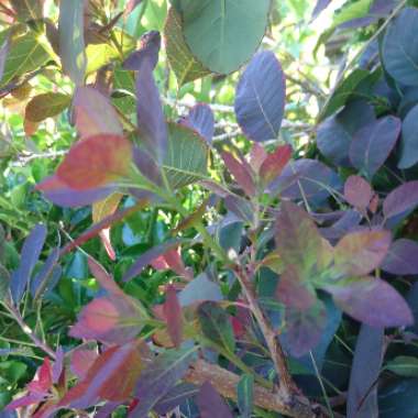 Cotinus 'Grace'