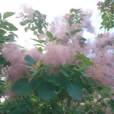 Cotinus