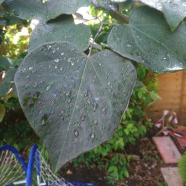 Cercis canadensis 'Forest Pansy' syn. Cercis canadensis 'Purple Leaf'