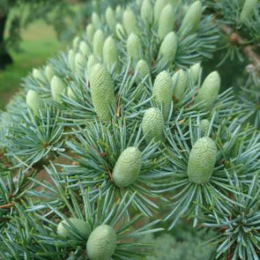 Cedrus Libani