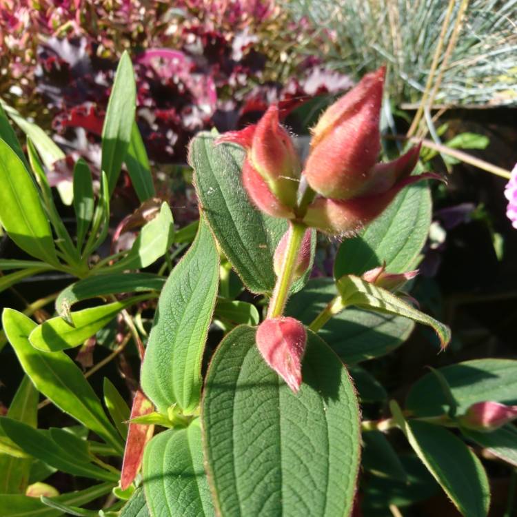 Plant image Tibouchina