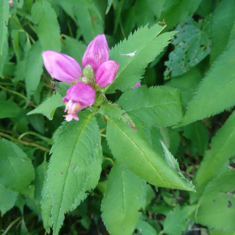 Plant image Chelone obliqua