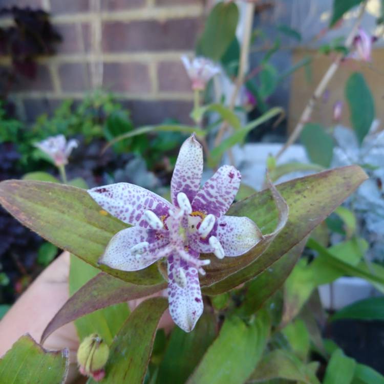 Plant image Tricyrtis 'Taipei Silk'