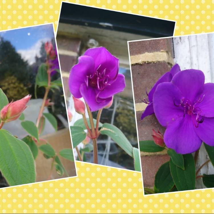 Plant image Tibouchina