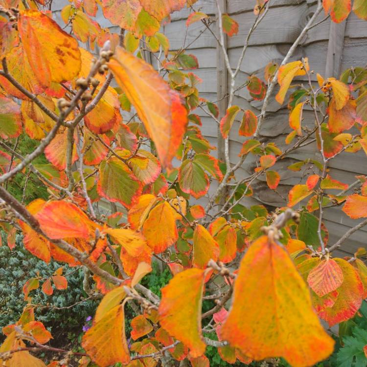 Plant image Hamamelis mollis