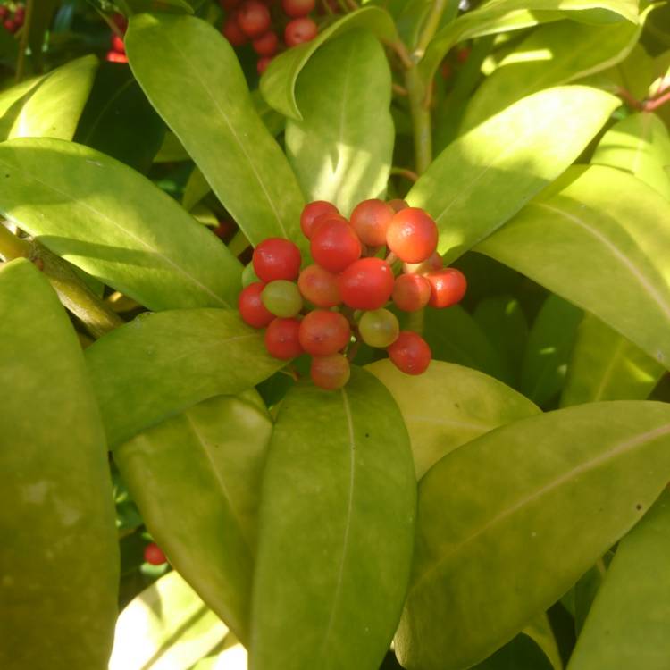 Plant image Skimmia japonica