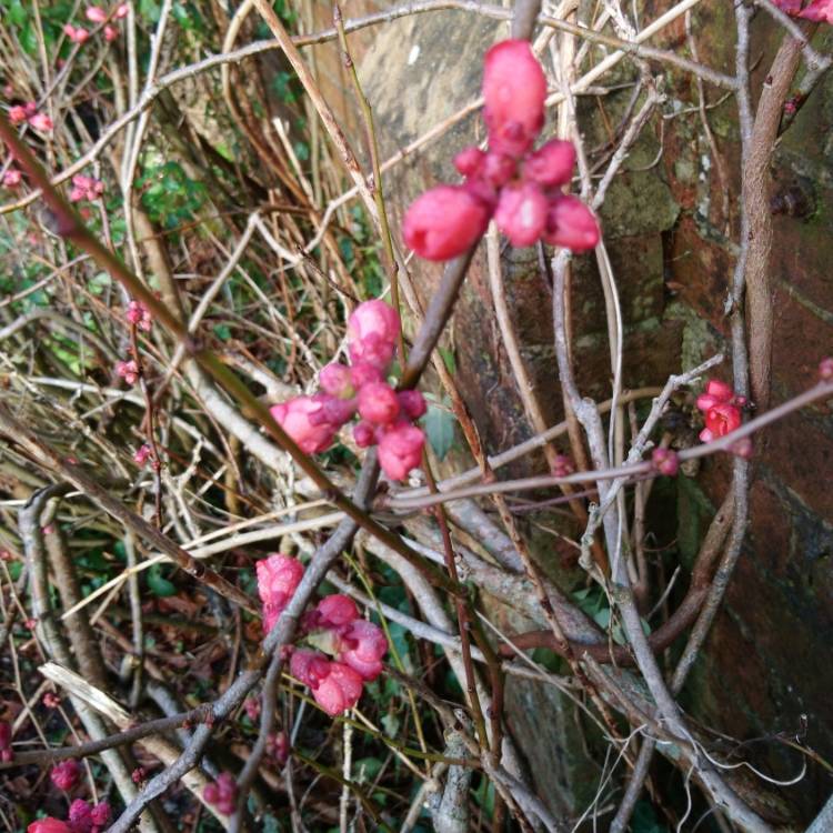 Plant image Chaenomeles