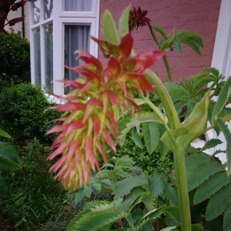 Plant image Melianthus major