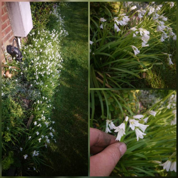 Plant image Allium triquetrum