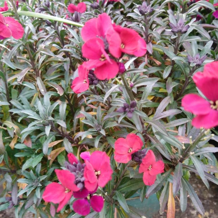 Plant image Erysimum 'Red Jep'