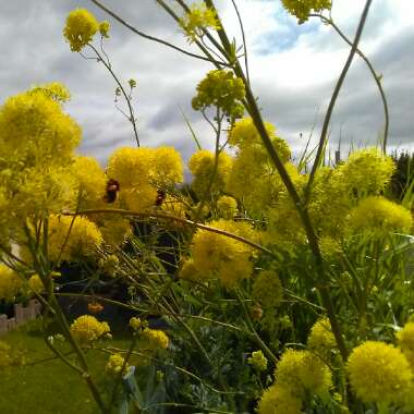 Yellow meadow rue