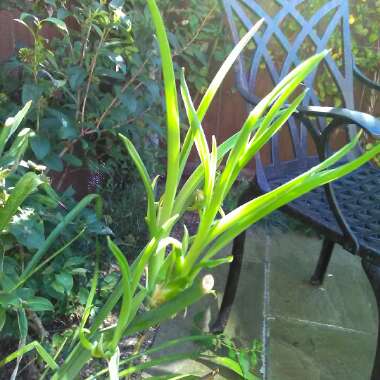 Daylily 'Catherine Woodbery'