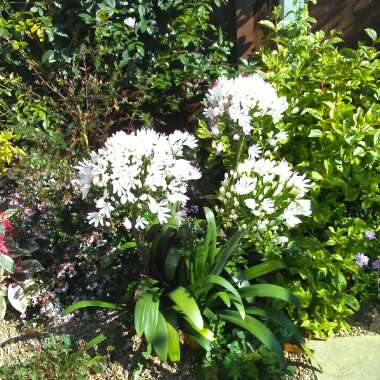 African Lily 'White Heaven'