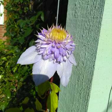 Clematis Multi Blue