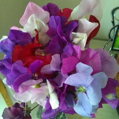 Sweet Pea 'Annual Species Mixed'