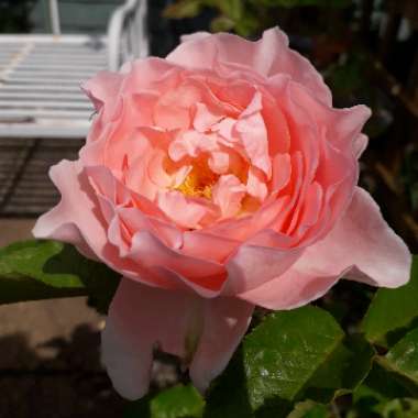 Rose L'aimant