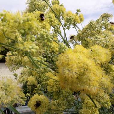 Yellow meadow rue