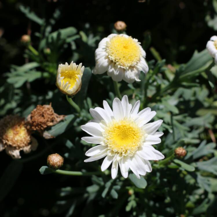 Plant image Argyranthemum Federation Daisy 'Sunny Days'