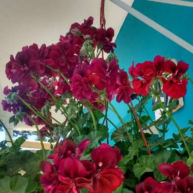 Pelargonium 'Barbe Bleu'