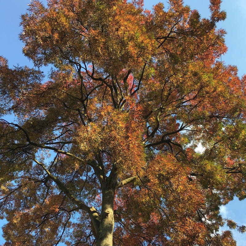 Plant image Fraxinus angustifolia subsp. oxycarpa