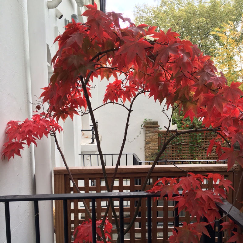 Acer Palmatum 'Osakazuki'