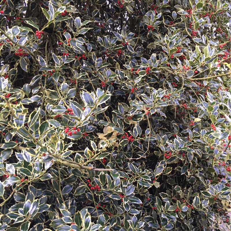 Plant image Ilex aquifolium 'Golden van Tol'