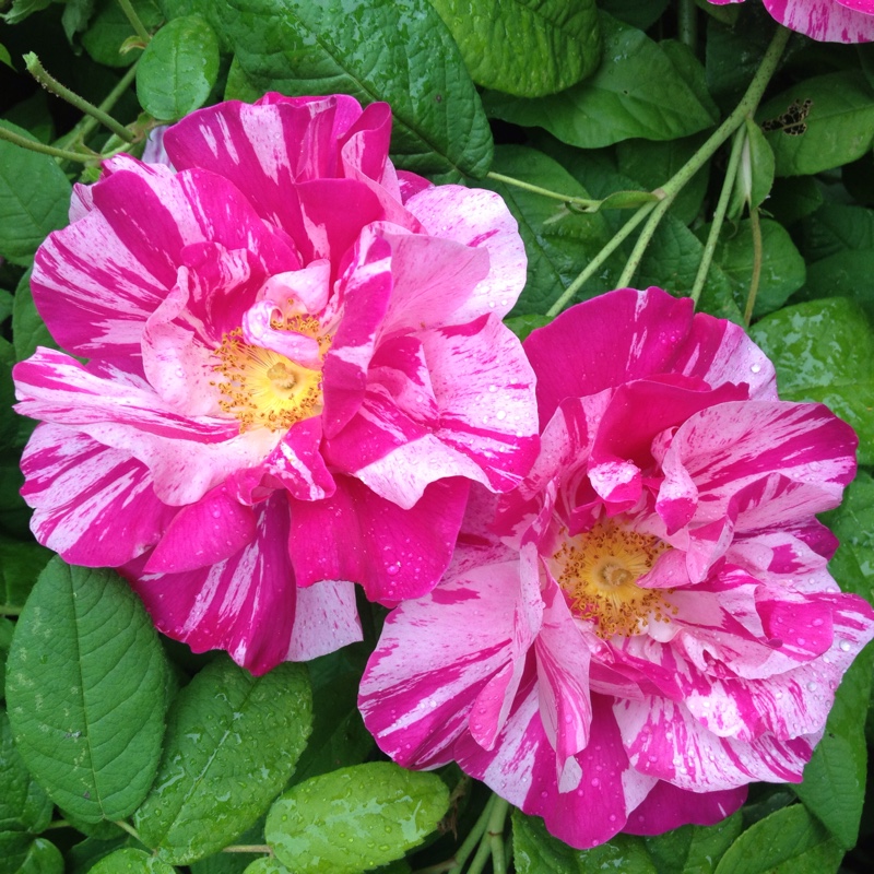 Plant image Rosa gallica 'Versicolor' syn. Rosa mundi, Rosa 'Mundi', Rosa mundi 'Versicolor'