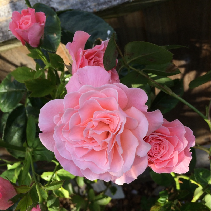 Plant image Rosa 'Tickled Pink'