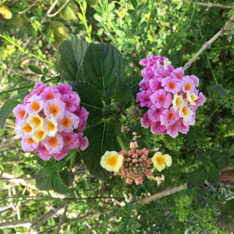 Plant image Lantana Camara 'Bonita'