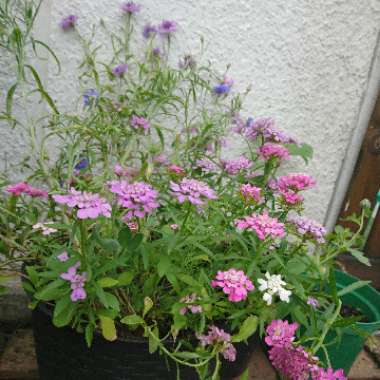 Evergreen Candytuft 'Lavish'