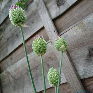 Allium (Species) Drumstick Allium