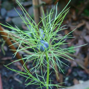 Love-in-a-mist