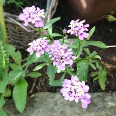 Evergreen Candytuft 'Lavish'