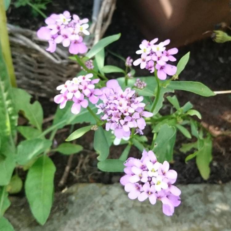 Plant image Iberis gibraltarica 'Lavish'