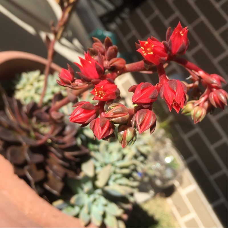 Echeveria 'Black Prince'