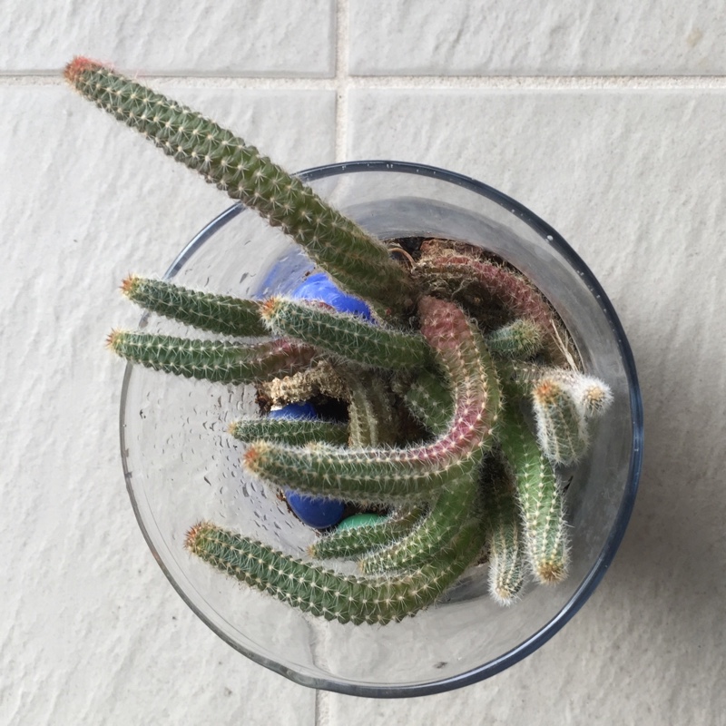 Peanut Cactus