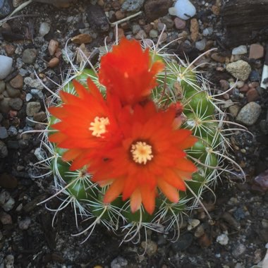 Turk's Cap Cactus