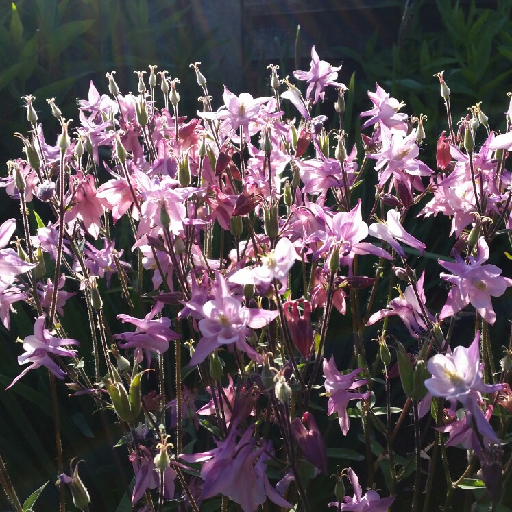 Plant image Aquilegia 'Ballerina'