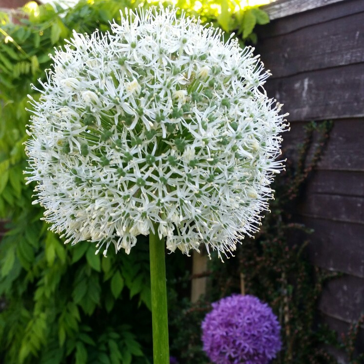 Plant image Allium stipitatum 'Mount Everest'