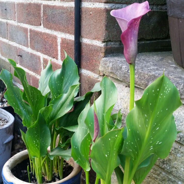 Calla Lily