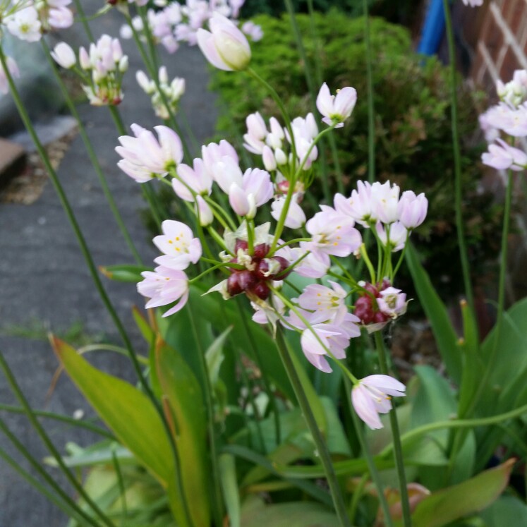 Allium (Species) Rosy-flowered Garlic