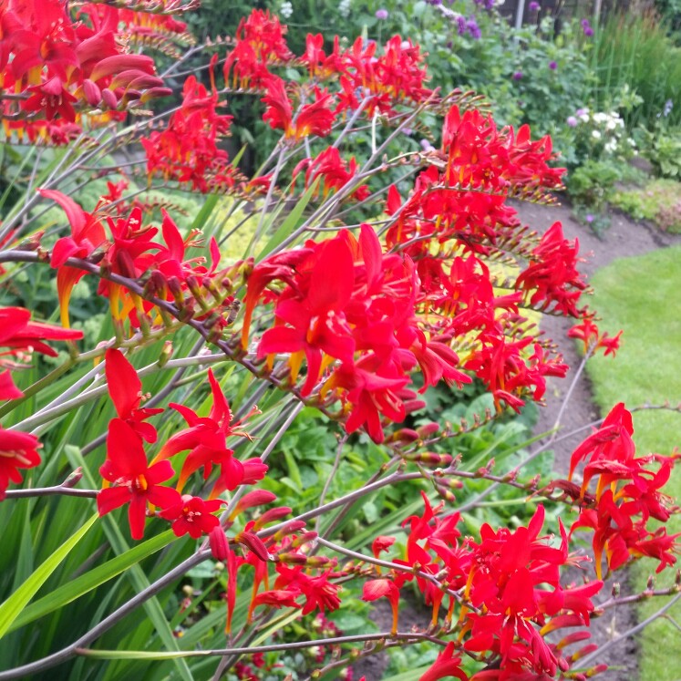 Montbretia 'Lucifer'