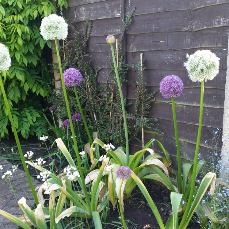 Allium 'Globemaster'