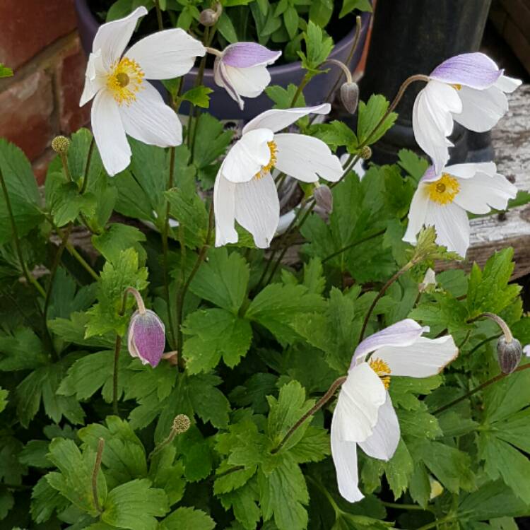 Plant image Anemone 'Macane001' syn. Anemone 'Wild Swan'