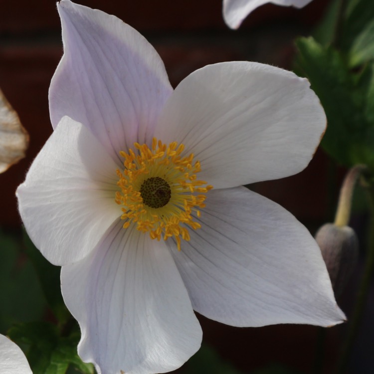 Plant image Anemone 'Macane001' syn. Anemone 'Wild Swan'