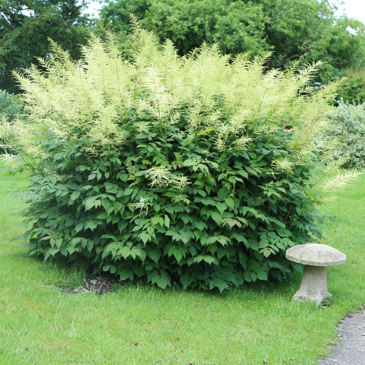 Plant image Aruncus dioicus