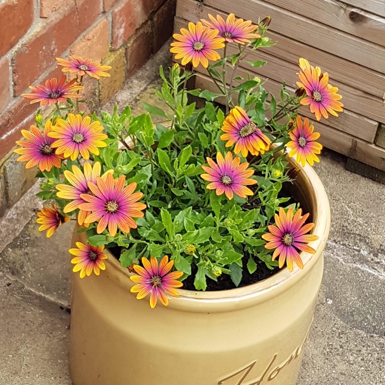 Plant image Osteospermum ecklonis 'Astra Purple Sunset'