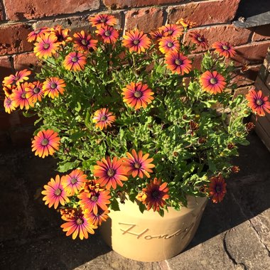 Osteospermum