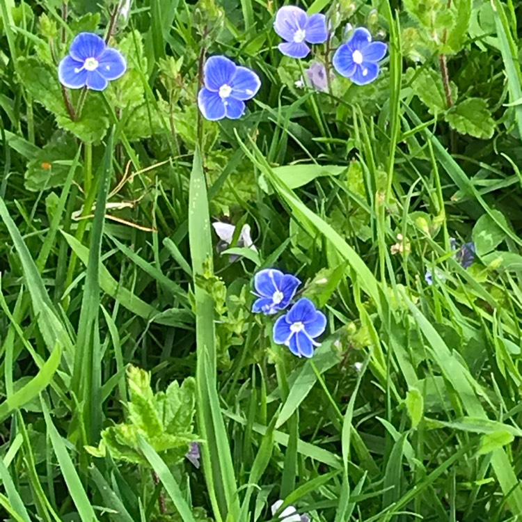 Plant image Veronica persica